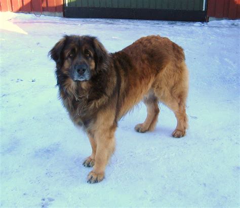 Leonberger Growth Chart (Weight Chart & Size Chart)