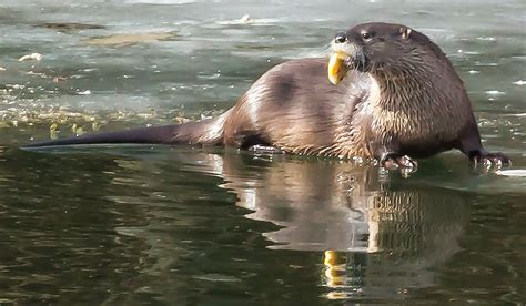 North American River Otter Habitat Map