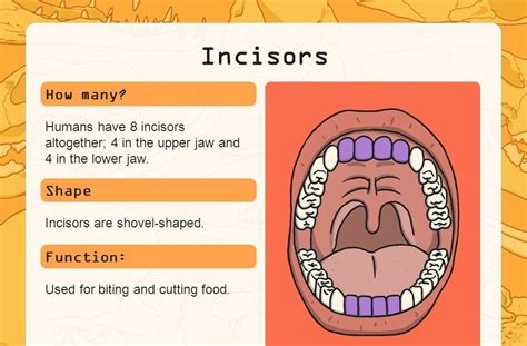 What Is The Function Of Incisor Teeth - TeethWalls