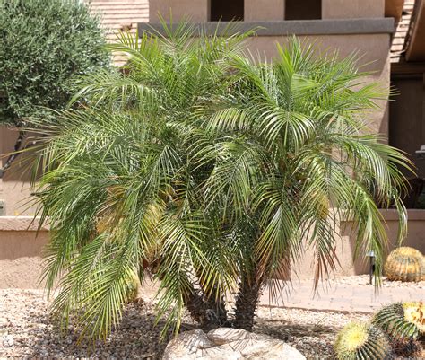 Palm – Pygmy Date | Elgin Nursery & Tree Farm: Phoenix, AZ