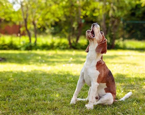 Owners Could Face A €2,000 Fine If Their Dog Barks In A Park