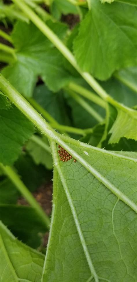 squash vine borer eggs - Backbone Valley Nursery