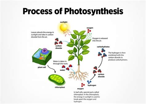 Photosynthesis in plants: What is photosynthesis and its significance