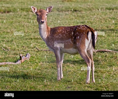 Fallow Deer Doe (Dama dama), UK Stock Photo - Alamy