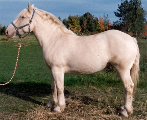 American Cream Draft Horse Info, Origin, History, Pictures