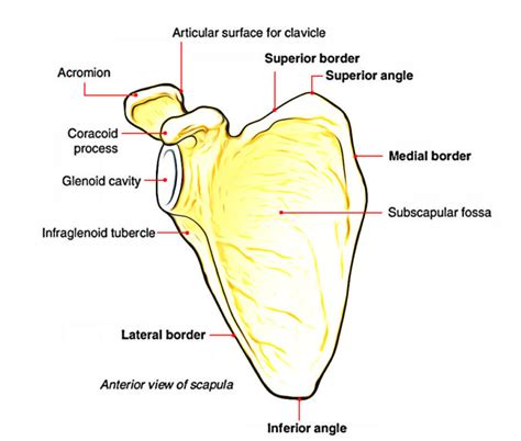 Scapula (Shoulder Blade) Anatomy – Earth's Lab