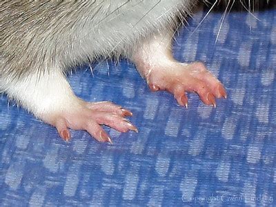 Rat Anatomy, or, Pretty Pictures - JoinRats