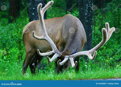 Male Elk with Large Antlers Stock Image - Image of animal, grass: 3345589