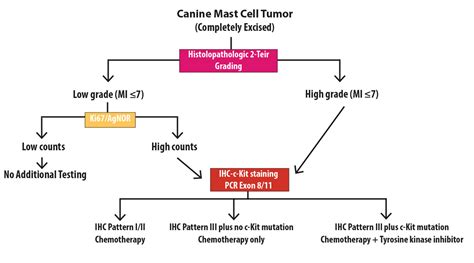 Using the Canine Mast Cell Tumor Panel for Prognosis Guidance