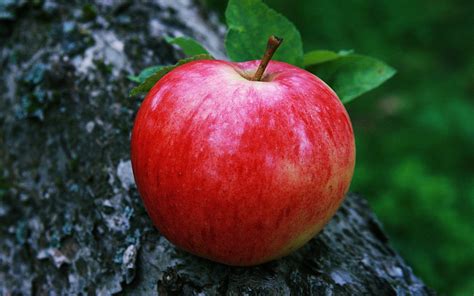 Red Apple Fruit Wallpapers - Wallpaper Cave