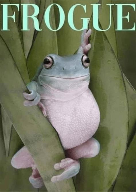 Funny Frog Memes Full of Ribbit-Worthy Jokes | Funny frogs, Funny ...