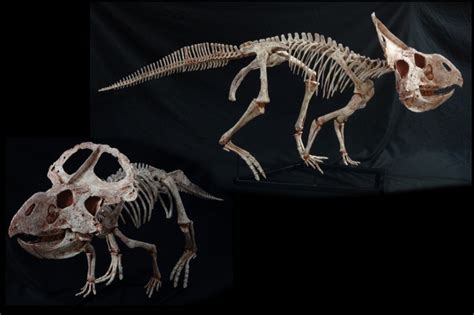 Protoceratops Adult Skeleton | Gaston Design, Inc.