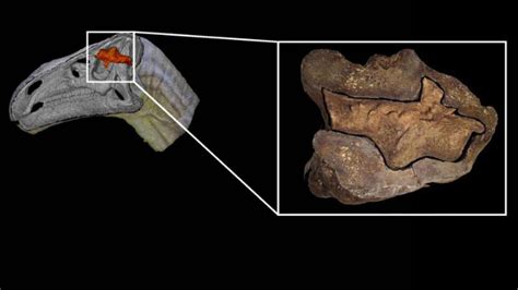 Fossilised dinosaur brain tissue identified for first time