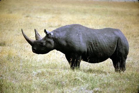 AJ Endangered Animals: Black Rhino