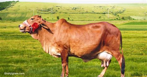 Sahiwal Cow - Shahjighee – Shahji Ghee