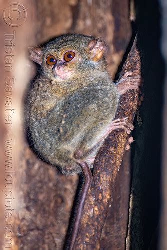 Spectral Tarsier in Tree - Tarsius