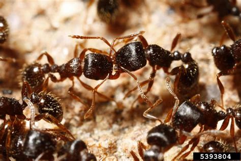 pavement ant (Tetramorium caespitum)