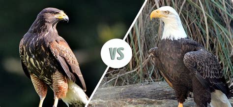 Falcon vs. Eagle: What’s the Difference? (With Pictures) - Optics Mag