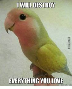 19 Parrot Memes ideas | parrot, funny parrots, memes