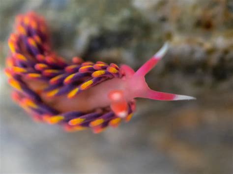 Rare 'Technicolor' Rainbow Sea Slug Found in England | Smithsonian