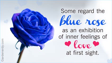 Discover the Enchanting Blue Rose