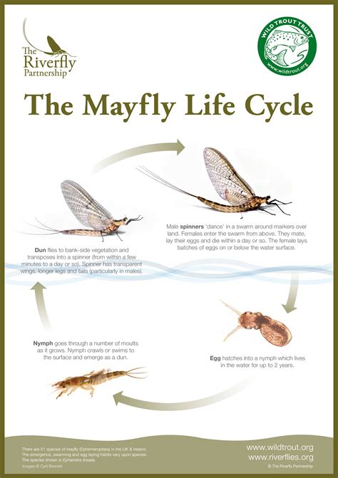 Print-off Posters — The Riverfly Partnership