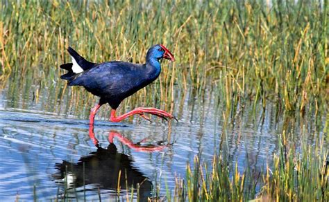 The purple swamphen: habitat, characteristics and diet