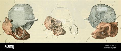 Mastoid antrum hi-res stock photography and images - Alamy