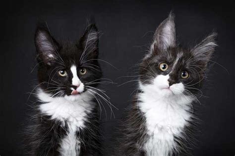 The 10 Cutest ＂Black & White＂ Cat Breeds