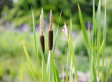 Common Cattail: Plant Care & Growing Guide