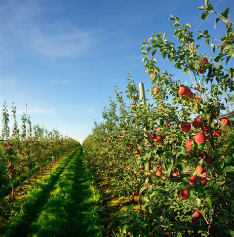 About Harvesting Honeycrisp Apples | Stemilt Growers