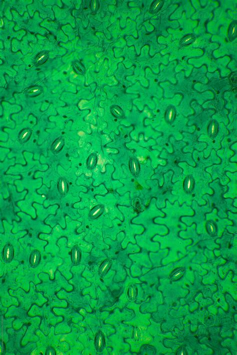 "Leaf Surface Stomata From Rhoeo Disolor Plant" by Stocksy Contributor "Pansfun Images" - Stocksy