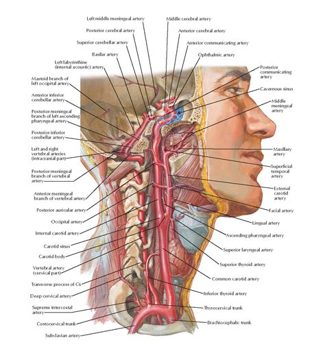 Temporal Artery Anatomy - Anatomical Charts & Posters