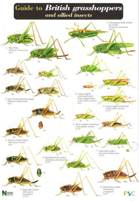 Grasshopper Identification