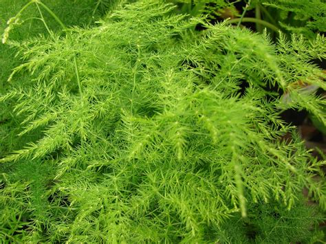 Asparagus plumosus, la planta que mejor se adapta a tu hogar | Jardineria On