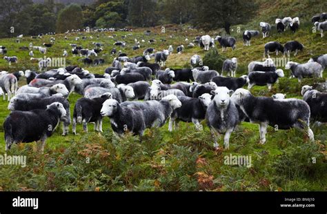 Herdwick sheep in the Lake District, England, UK Stock Photo - Alamy