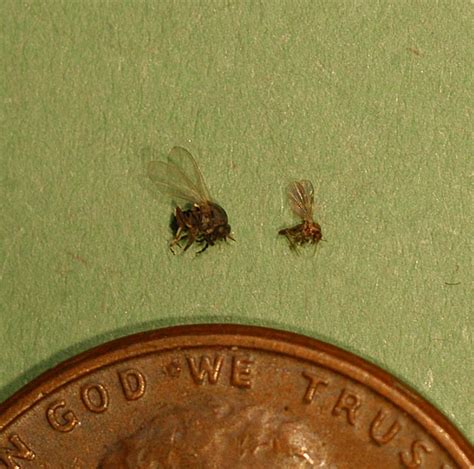 Black Flies in Mississippi - A Significant Emerging Pest | Published in ...