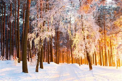 Sunny Winter Forest. Beautiful Christmas Landscape. Park with Trees Covered with Snow and ...