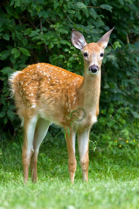 Ann Brokelman Photography: White Tailed Deer - Fawn with spots. August 2014