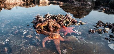 tide pools near mendocino - Kenton Barham