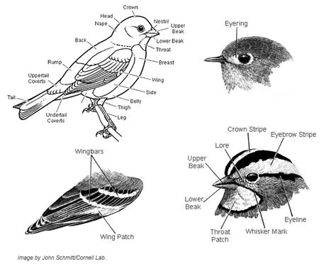 Dan Gomola Wildlife Photography | The Challenge of Identifying ...