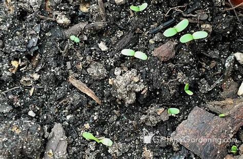 Planting Lettuce Seeds & Tips For Growing Lettuce From Seed - Get Busy Gardening