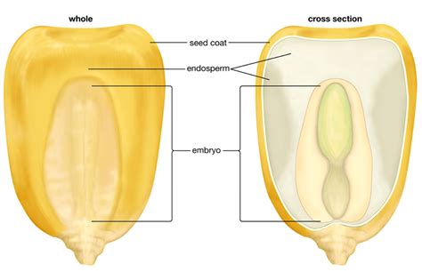 Difference between Monocot Seed and Dicot Seed - Indian Seeds