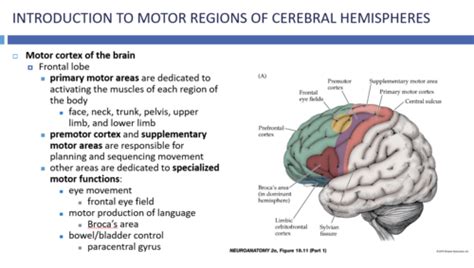 Pathophysiology II - Neuro Module 1B Flashcards | Quizlet