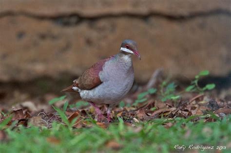 Key_West_Quail-Dove (Geotrygon chrysia) by Rafy Rodriguez. | Aves, América central, Paloma