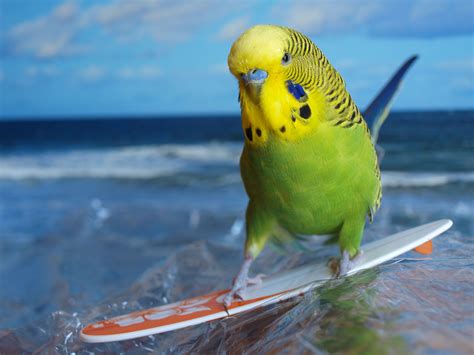 The skateboarding budgies have learned new tricks! http://skateboardingbudgies.wordpress.com ...