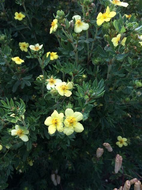 Potentilla fruticosa | Growing flowers, Shrubs, Plants