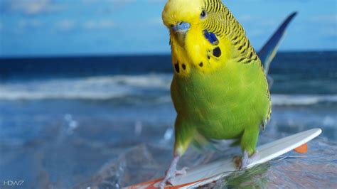 Cute Budgie Wallpapers - 4k, HD Cute Budgie Backgrounds on WallpaperBat