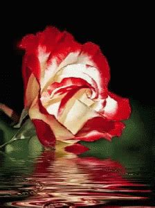 Flowers Water GIF – Flowers Water Reflection – discover and share GIFs