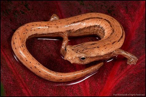 Lungless Salamander (Bolitoglossa striatula), Costa Rica. Beautiful Snakes, Water Dog, Reptiles ...